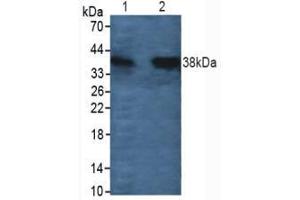 Figure. (Cathepsin L anticorps  (AA 114-288))