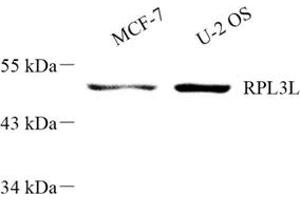 Western blot analysis of RPL3L (ABIN7075437) at dilution of 1: 300 (RPL3L anticorps)