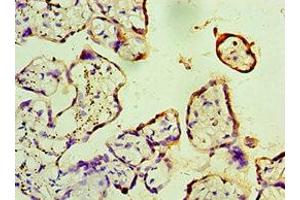 Immunohistochemistry of paraffin-embedded human placenta tissue using ABIN7162831 at dilution of 1:100 (FKBP2 anticorps  (AA 22-142))