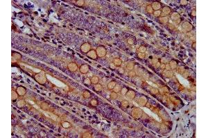 IHC image of ABIN7168050 diluted at 1:500 and staining in paraffin-embedded human small intestine tissue performed on a Leica BondTM system.