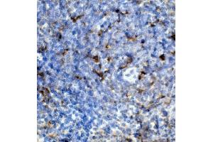IHC analysis of Ccr2 using anti-Ccr2 antibody (ABIN7602745).