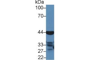 Western blot analysis of Mouse Liver lysate, using Cow CASP4 Antibody (5 µg/ml) and HRP-conjugated Goat Anti-Rabbit antibody ( (Caspase 4 anticorps  (AA 81-270))