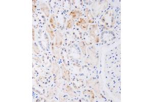 Immunohistochemical analysis of A on paraffin-embedded human kidney tissue was performed on the Leica®BOND RXm. (NAT8L anticorps  (AA 59-93))