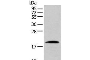 Western blot analysis of HEPG2 cell using CNPY2 Polyclonal Antibody at dilution of 1:300 (CNPY2/MSAP anticorps)