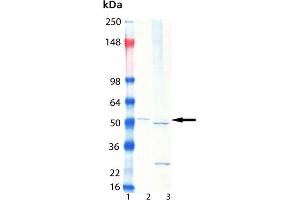 Western Blot analysis of : Lane 1: MW Marker, Lane 2: HeLa lysate, , Lane 3: HeLa S100 fraction, . (Proteasome 19S Rpt3/S6b Subunit anticorps)