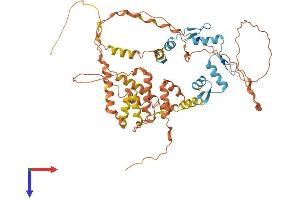 AlphaFold protein structure predicition of Human Recombinant ZBTB7B Protein, UniprotID O15156