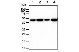 The cell lysates (40ug) were resolved by SDS-PAGE, transferred to PVDF membrane and probed with anti-human CKB antibody (1:1000). (CKB anticorps)
