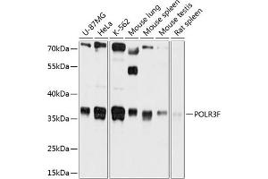 Western blot analysis of extracts of various cell lines, using POLR3F antibody (ABIN6130900, ABIN6145940, ABIN6145941 and ABIN6215833) at 1:1000 dilution. (POLR3F anticorps  (AA 1-220))