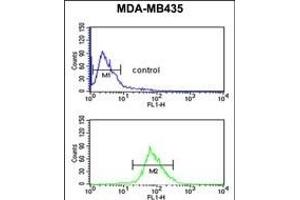 ISLR Antibody (C-term) (ABIN651071 and ABIN2840058) flow cytometric analysis of MDA-M cells (bottom histogram) compared to a negative control cell (top histogram).