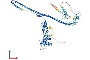 AlphaFold protein structure predicition of Mouse Recombinant Mid2 Protein, UniprotID Q9QUS6