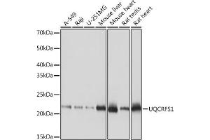 Western blot analysis of extracts of various cell lines, using UQCRFS1 Rabbit mAb (ABIN7271127) at 1:1000 dilution. (UQCRFS1 anticorps)
