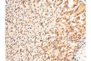ABIN6267232 at 1/100 staining mouse gastric tissue sections by IHC-P.