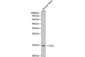 Western blot analysis of extracts of Mouse heart using CST2 Polyclonal Antibody at dilution of 1:1000. (CST2 anticorps)