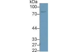 Detection of LTF in Porcine Spleen lysate using Polyclonal Antibody to Lactoferrin (LTF) (Lactoferrin anticorps  (AA 25-348))