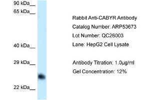 Western Blotting (WB) image for anti-Calcium Binding tyrosine-(Y)-phosphorylation Regulated (CABYR) (Middle Region) antibody (ABIN970270) (CABYR anticorps  (Middle Region))