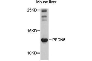 Western blot analysis of extracts of mouse liver cells, using PFDN6 antibody. (PFDN6 anticorps)