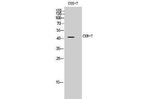 Western Blotting (WB) image for anti-Chemokine (C-C Motif) Receptor 7 (CCR7) (Internal Region) antibody (ABIN3180542) (CCR7 anticorps  (Internal Region))