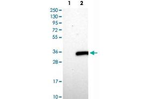 Western Blot analysis of Lane 1: negative control (vector only transfected HEK293T cell lysate) and Lane 2: over-expression lysate (co-expressed with a C-terminal myc-DDK tag in mammalian HEK293T cells) with ASB7 polyclonal antibody . (ASB7 anticorps)