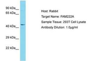 Image no. 1 for anti-Family with Sequence Similarity 222, Member A (FAM222A) (AA 93-142) antibody (ABIN6750709) (FAM222A anticorps  (AA 93-142))