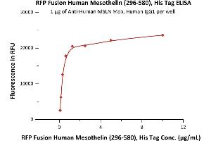 Immobilized A MSLN Mab, Human IgG1 at 10 μg/mL (100 μL/well) can bind RFP Fusion Human Mesothelin (296-580), His Tag (ABIN6731266,ABIN6809917) with a linear range of 0.
