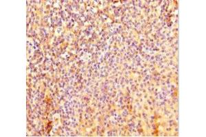 Immunohistochemistry of paraffin-embedded human tonsil tissue using ABIN7157778 at dilution of 1:100