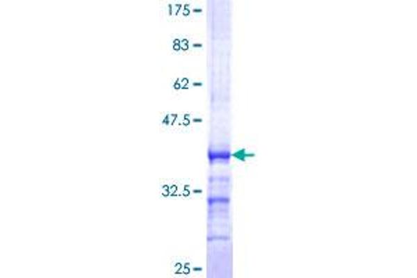 PCDHb5 Protein (AA 261-357) (GST tag)