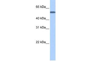 WB Suggested Anti-TOE1 Antibody Titration: 0. (TOE1 anticorps  (N-Term))