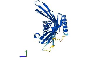 AlphaFold protein structure predicition of Human Recombinant ACOT7L Protein, UniprotID Q6ZUV0 (ACOT7L (AA 1-252) protein (His tag))