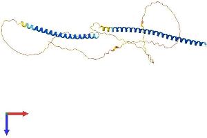 AlphaFold protein structure predicition of Human Recombinant KNSTRN Protein, UniprotID Q9Y448
