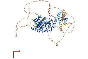 AlphaFold protein structure predicition of Mouse Recombinant Scmh1 Protein, UniprotID Q8K214