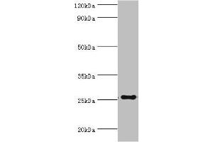 Western blot All lanes: factor pathway inhibitor 2 antibody at 4 μg/mL + Mouse liver tissue Secondary Goat polyclonal to rabbit IgG at 1/10000 dilution Predicted band size: 27, 26 kDa Observed band size: 27 kDa (TFPI2 anticorps  (AA 23-235))