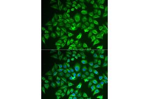 Immunofluorescence analysis of A549 cells using EHHADH antibody (ABIN6292474). (EHHADH anticorps)