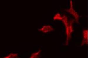 ABIN6275580 staining 293 by IF/ICC.