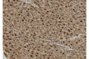 ABIN6265498 and ABIN6279882 at 1/100 staining Mouse liver tissue by IHC-P. (TCF19 anticorps  (Internal Region))