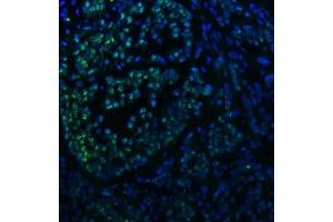 IF analysis of SNRNP40 using anti-SNRNP40 antibody (ABIN7601719). (SNRNP40 anticorps  (AA 43-357))