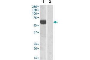 HEK293 overexpressing human IRF5 and probed with IRF5 polyclonal antibody  at 1 ug/mL (mock transfection in lane 2) . (IRF5 anticorps  (C-Term))