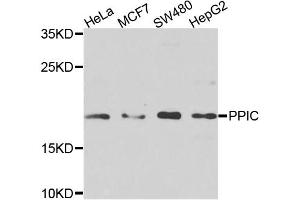 Western blot analysis of extracts of various cell lines, using PPIC antibody. (PPIC anticorps)