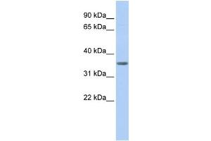 WB Suggested Anti-PDHB Antibody Titration:  0. (PDHB anticorps  (N-Term))