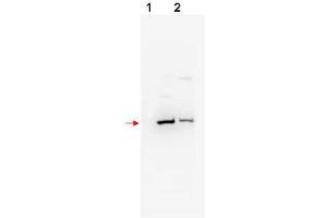 Western blot using  affinity purified anti-bTrCP2 antibody shows detection of mouse and human bTrCP2 (arrowhead) in NIH3T3 (lane 1) and 293 (lane 2) whole cell lysates, respectively. (FBXW11 anticorps  (N-Term))