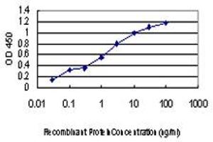Detection limit for recombinant GST tagged CDKL4 is approximately 0. (CDKL4 anticorps  (AA 196-295))