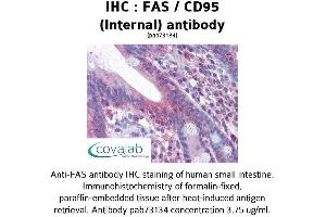 Image no. 1 for anti-TNF Receptor Superfamily, Member 6 (FAS) (Internal Region) antibody (ABIN1734281) (FAS anticorps  (Internal Region))