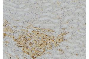 ABIN6277758 at 1/100 staining Mouse kidney tissue by IHC-P. (Catalase anticorps)