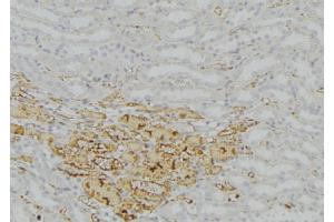 ABIN6277758 at 1/100 staining Mouse kidney tissue by IHC-P. (Catalase anticorps)