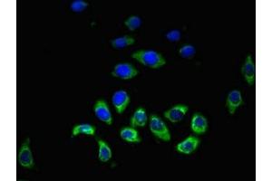 Immunofluorescent analysis of A549 cells using ABIN7155237 at dilution of 1:100 and Alexa Fluor 488-congugated AffiniPure Goat Anti-Rabbit IgG(H+L) (HRH3 anticorps  (AA 236-332))