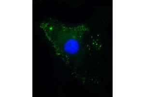 Immunofluorescent analysis of 4 % paraformaldehyde-fixed, 0.