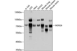 Western blot analysis of extracts of various cell lines, using WDR26 antibody (ABIN6130998, ABIN6150186, ABIN6150187 and ABIN6214899) at 1:1000 dilution. (WDR26 anticorps  (AA 362-661))