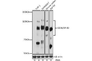 Western blot analysis of extracts of various cell lines, using CD36/SR-B3 antibody (ABIN7266189) at 1:1000 dilution. (CD36 anticorps  (AA 301-400))