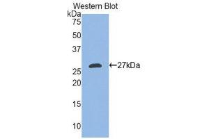 Western Blotting (WB) image for anti-Ectodysplasin A (EDA) (AA 141-378) antibody (ABIN1858684)