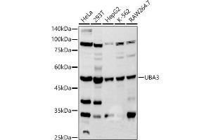 Western blot analysis of extracts of various cell lines, using UB antibody (ABIN7271186) at 1:500 dilution. (UBA3 anticorps)