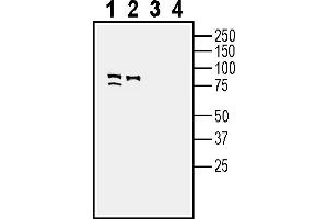 Western blot analysis of mouse brain lysate (lanes 1 and 3) and rat brain lysate (lanes 2 and 4):1-2.